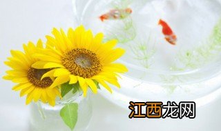 水培向日葵怎么养 水培向日葵怎么养活