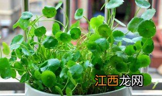 水培金钱草怎么养 水培金钱草怎么养得好