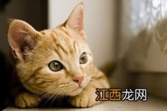 地猫是什么 地猫的定义是什么