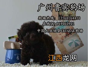 茶杯贵宾犬介绍 关于茶杯贵宾犬简介