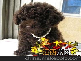 茶杯贵宾犬介绍 关于茶杯贵宾犬简介