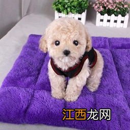 茶杯贵宾犬介绍 关于茶杯贵宾犬简介