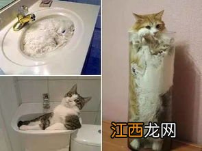 猫为什么能像液体一样缩在盒子里 猫的简单介绍