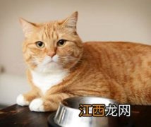 猫可以吃两种不一样的猫粮吗 需要给猫准备一些辅食