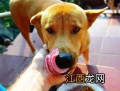 狗狗吃的鸭肝如何做 给狗吃的鸭肝怎么做