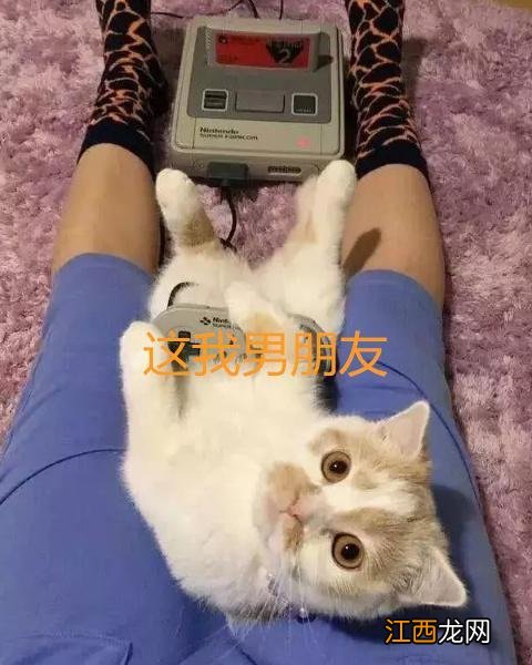 为什么禁止男生养猫 为什么男人不能养猫