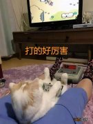 为什么禁止男生养猫 为什么男人不能养猫