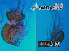 宠物水母怎么养好 宠物水母养法