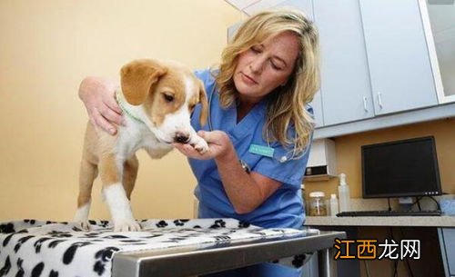 奶狗喂养技巧 刚出生的小狗应该怎么喂养?