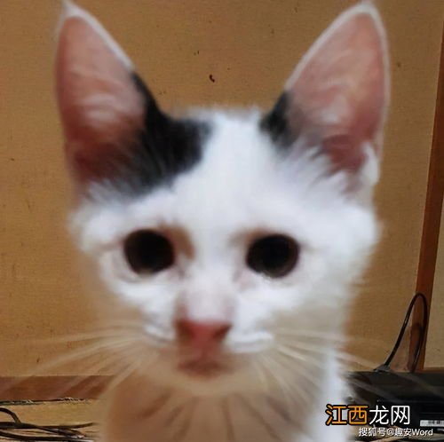 怎么养猫才会胖 怎么把猫养胖