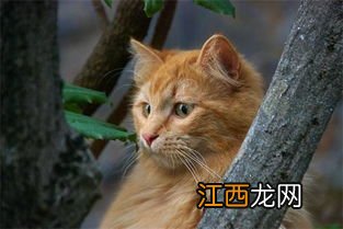 幼猫吃猫砂是怎么回事 这是病吗