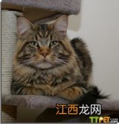 猫走路为什么没有声音 猫走路没有声音有什么好处