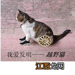 猫走路为什么没有声音 猫走路没有声音有什么好处