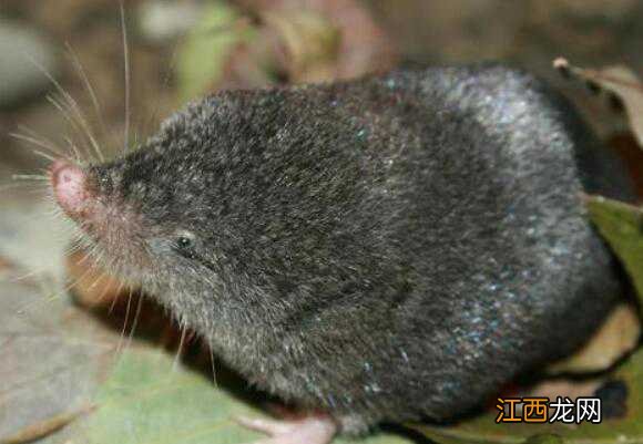 鼩鼱是保护动物吗