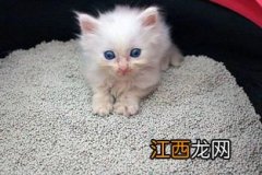 猫砂垃圾分类 怎么给猫砂进行垃圾分类