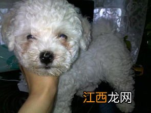 比熊犬泪痕什么原因 具体原因有哪些