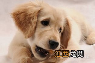 金毛犬怎么训练 金毛犬的训练方法