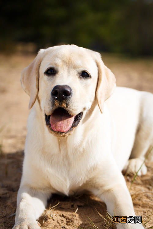 女拉布拉多取名字大全 女拉布拉多取名字大全有哪些