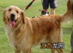 金毛犬怎么养跟训练 金毛犬怎么养跟训练的方法