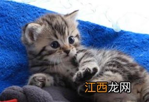 女猫咪名字创意 适合做猫咪的名字