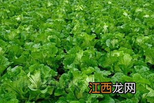 白菜出苗后怎么管理，白菜苗期的病害与防治