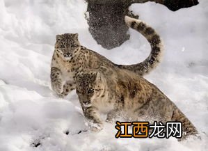 雪豹为什么要叼着尾巴? 卖萌的雪豹