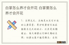 白掌怎么养才会开花 白掌要怎么养才会开花