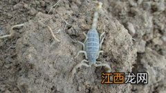 宠物蝎子怎么养 宠物蝎子养护方法