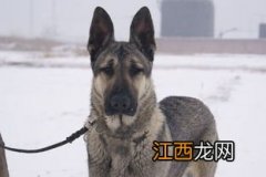 狼青为什么老是咬主人 狼青是什么犬