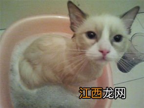 猫洗澡怎么洗 猫洗澡的洗法