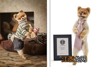 狗为什么四条腿 狗跑得比人快是因为有四条腿吗