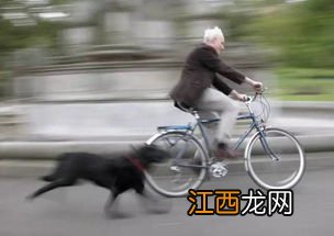 狗为什么四条腿 狗跑得比人快是因为有四条腿吗