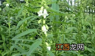 芝麻什么时候掐尖最合适 芝麻什么时候掐尖最好