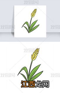 麦穗是水稻吗,麦穗是什么颜色的