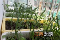 种完白菜两天下大雨能出来吗，刚种完白菜需要浇水吗