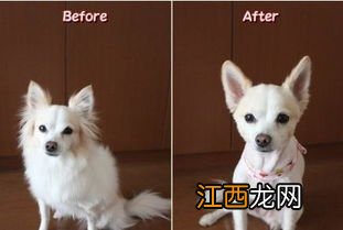 调皮狗狗剃毛方法 调皮狗狗剃毛方法分享