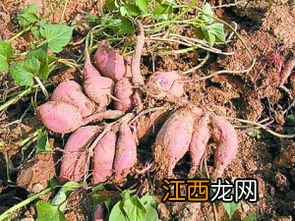 红薯怎样种植才能高产量