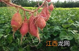 红薯怎样种植才能高产量