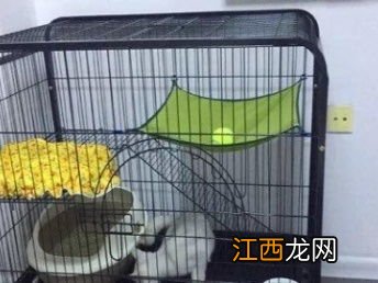 买猫笼子还是猫爬架 小猫适不适合猫爬架