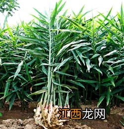 生姜亩产，附生姜的种植方法
