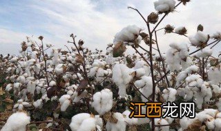 新疆棉花什么时候采摘 新疆棉花什么时候采摘完