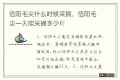 信阳毛尖什么时候采摘，信阳毛尖一天能采摘多少斤