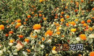 红花什么时候采摘最为合适 红花什么时候采摘