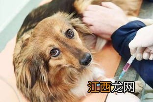 狗什么时候打疫苗 狗防疫针什么时候打
