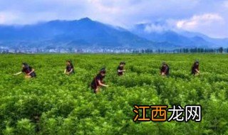 艾什么时候采摘，艾草的采摘季节