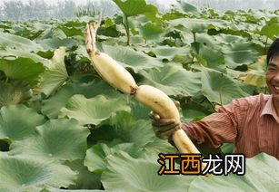 莲藕的种植方法与管理