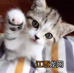 如何让猫咪喜欢你 怎么养猫咪让它依赖你