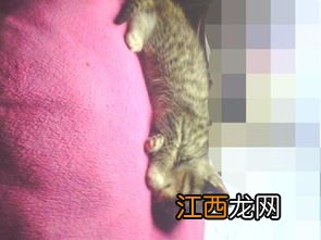 两个月大的小猫喂养方法 两个月大的小猫应该怎么喂养