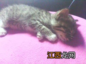 两个月大的小猫喂养方法 两个月大的小猫应该怎么喂养