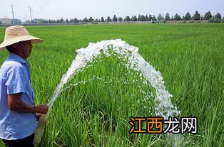 水稻扬花期遇高温怎么办,预防高温热害的措施有哪些